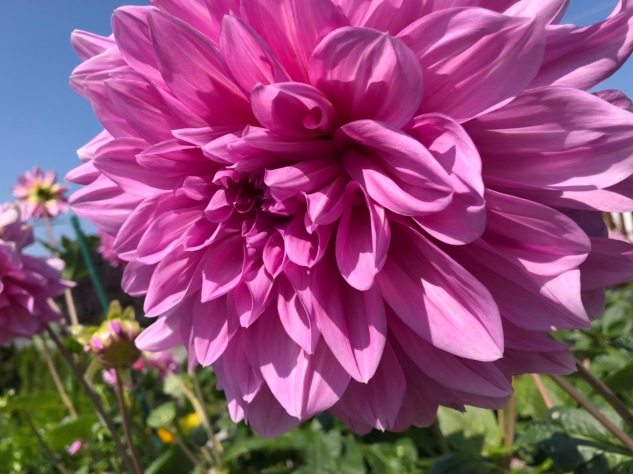 Flower_pink_closeup